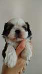 Piesek Shih Tzu rezerwacja