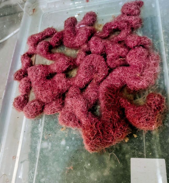 Трубочник Изя для домашнего разведения