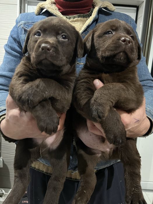 Лабрадор. Шоколад окрас