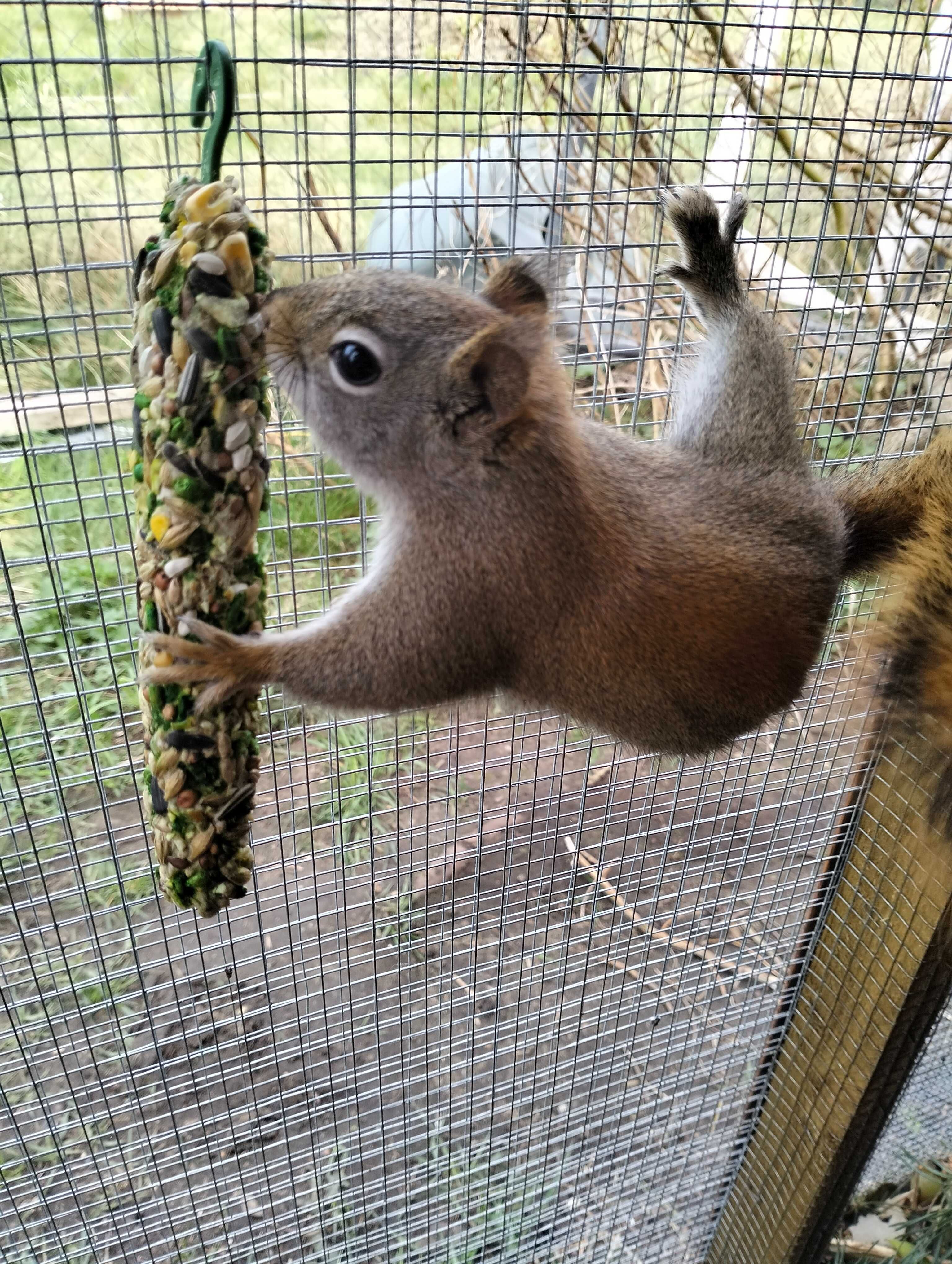 Młode wiewiórki hudsona