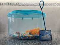 Aquário peixes água fria
