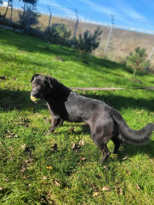 Cudowna Dora czeka na wspólną zabawę z nowym opiekunem