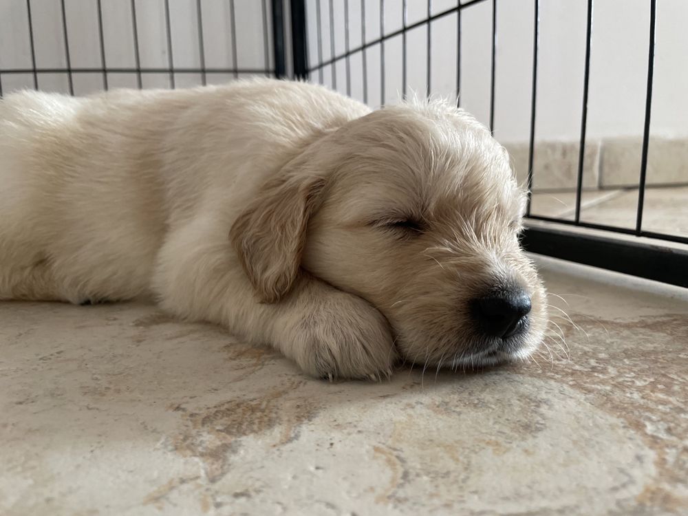 Szczeniak Golden Retriever