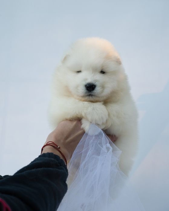 Samoyed szczeniak