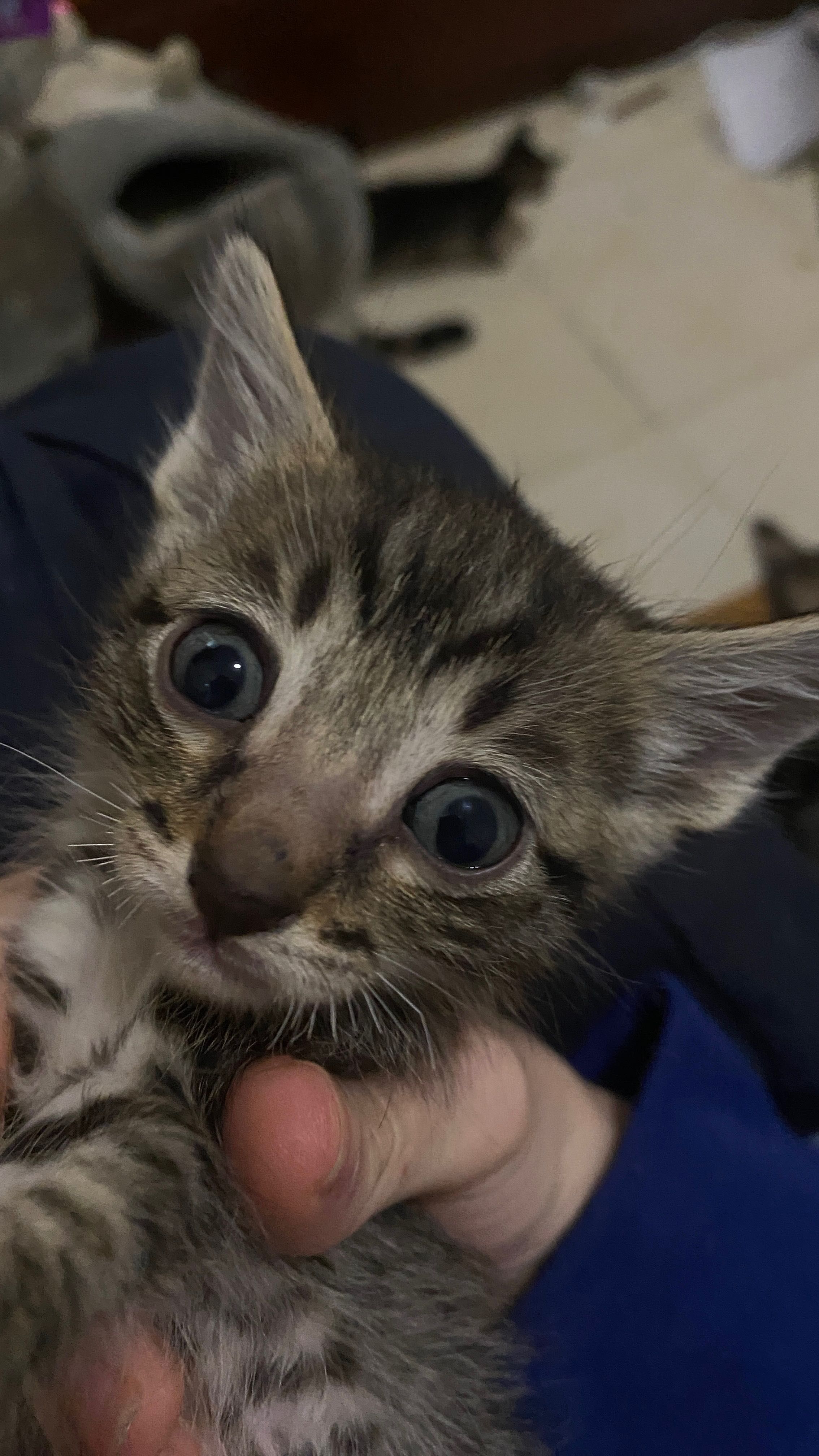 Gatinhos bebés 1 mês