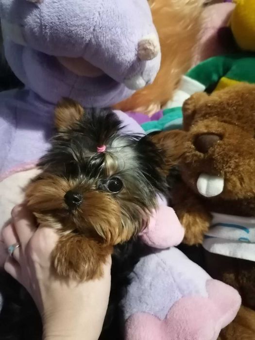 Продам цуценя йоркширського тер'єра, хлопчик.(міні) бебі фейс.