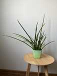 Sansevieria cylindryczna w doniczce duża
