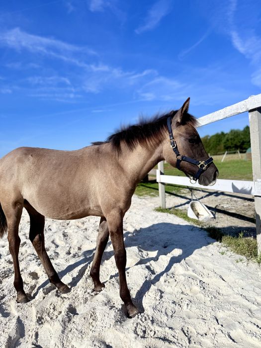 Super klacz konikoarab 7 miesięcy