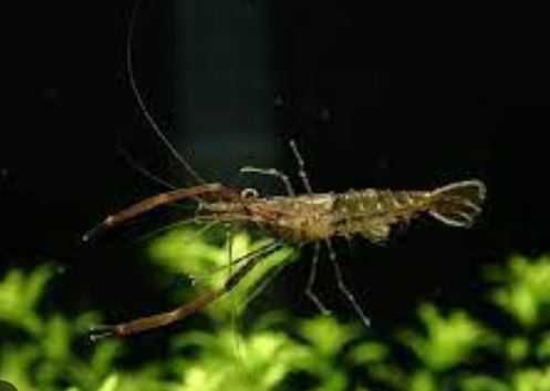 Аквариумная креветка   пресноводная Макробрахиум санитар