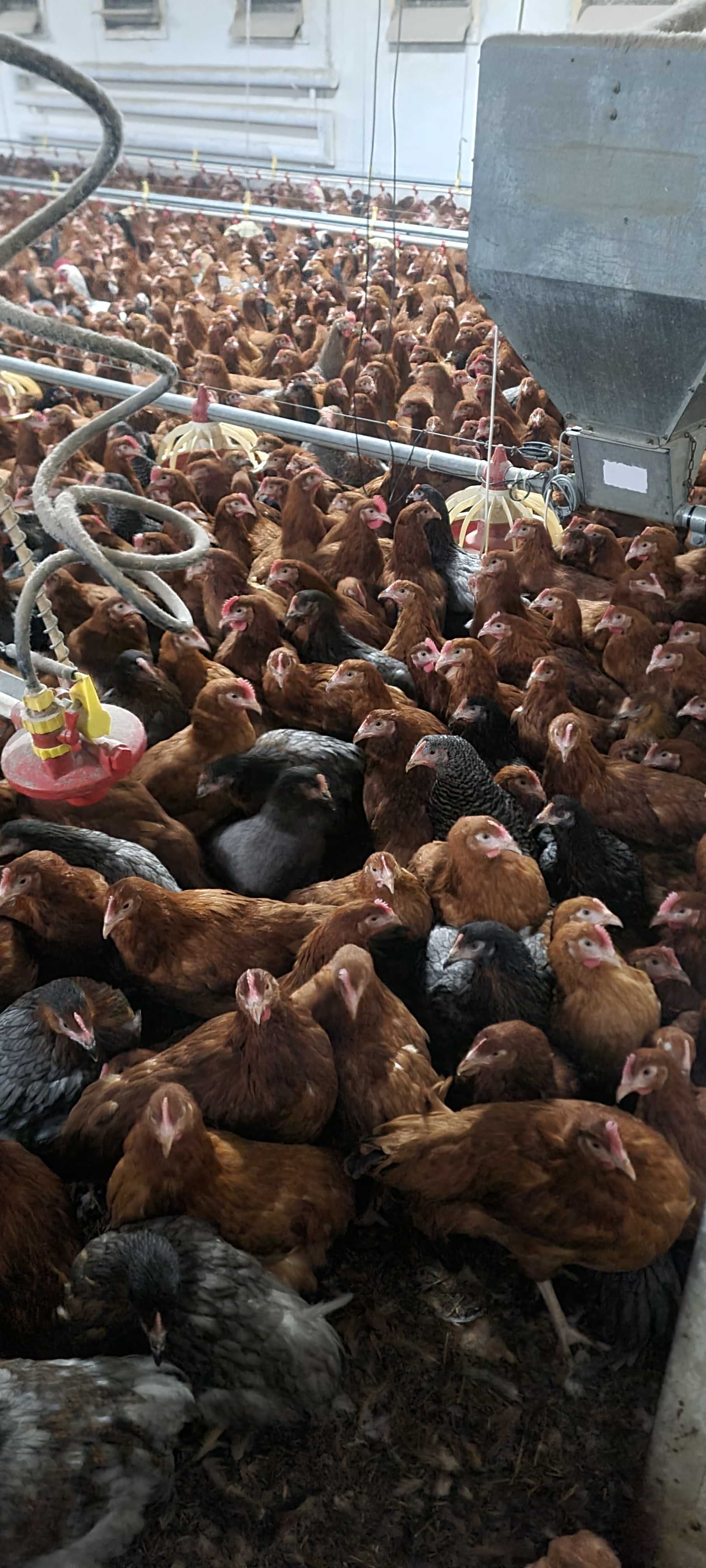Nioski Kury Kurki !! Messa Rossa Leghorn prosto z Hodowli !! ZAPRASZAM