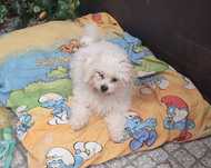 Suczka Bichon Frise