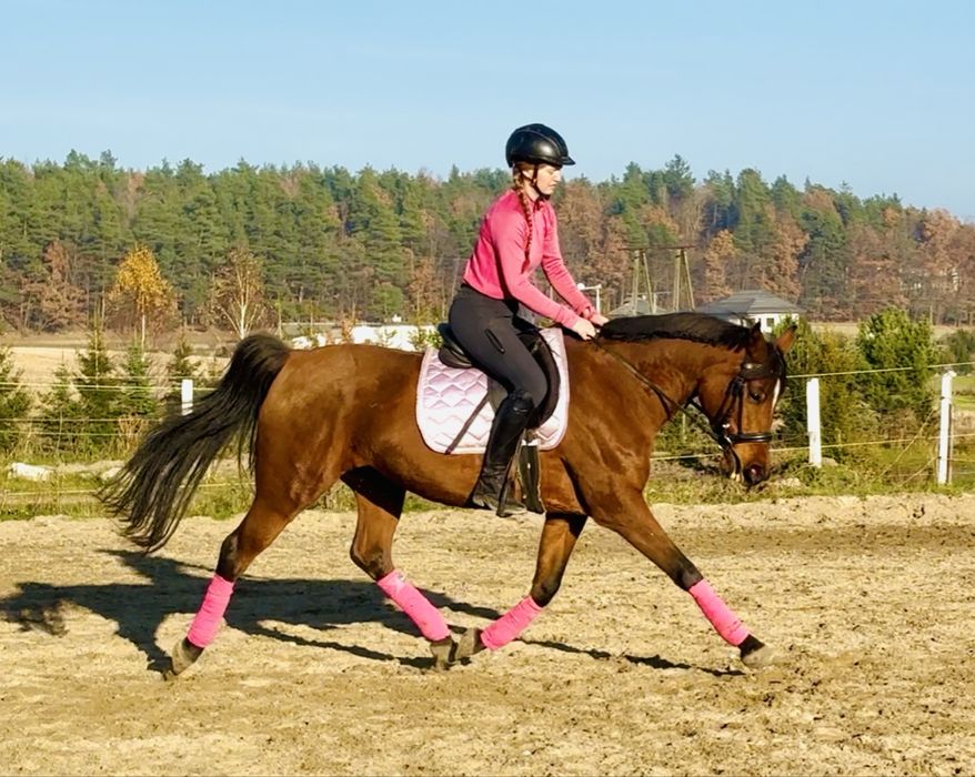 Piękna klacz małopolska hod Janow Podlaski