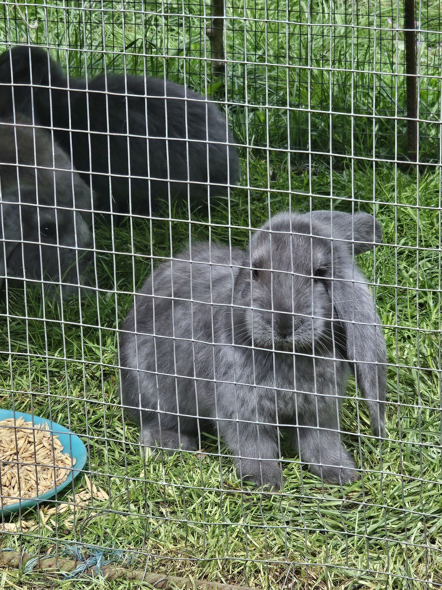 Króliki Barany francuskie