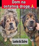 LUSIA I SZIRO - los nie dał im niczego