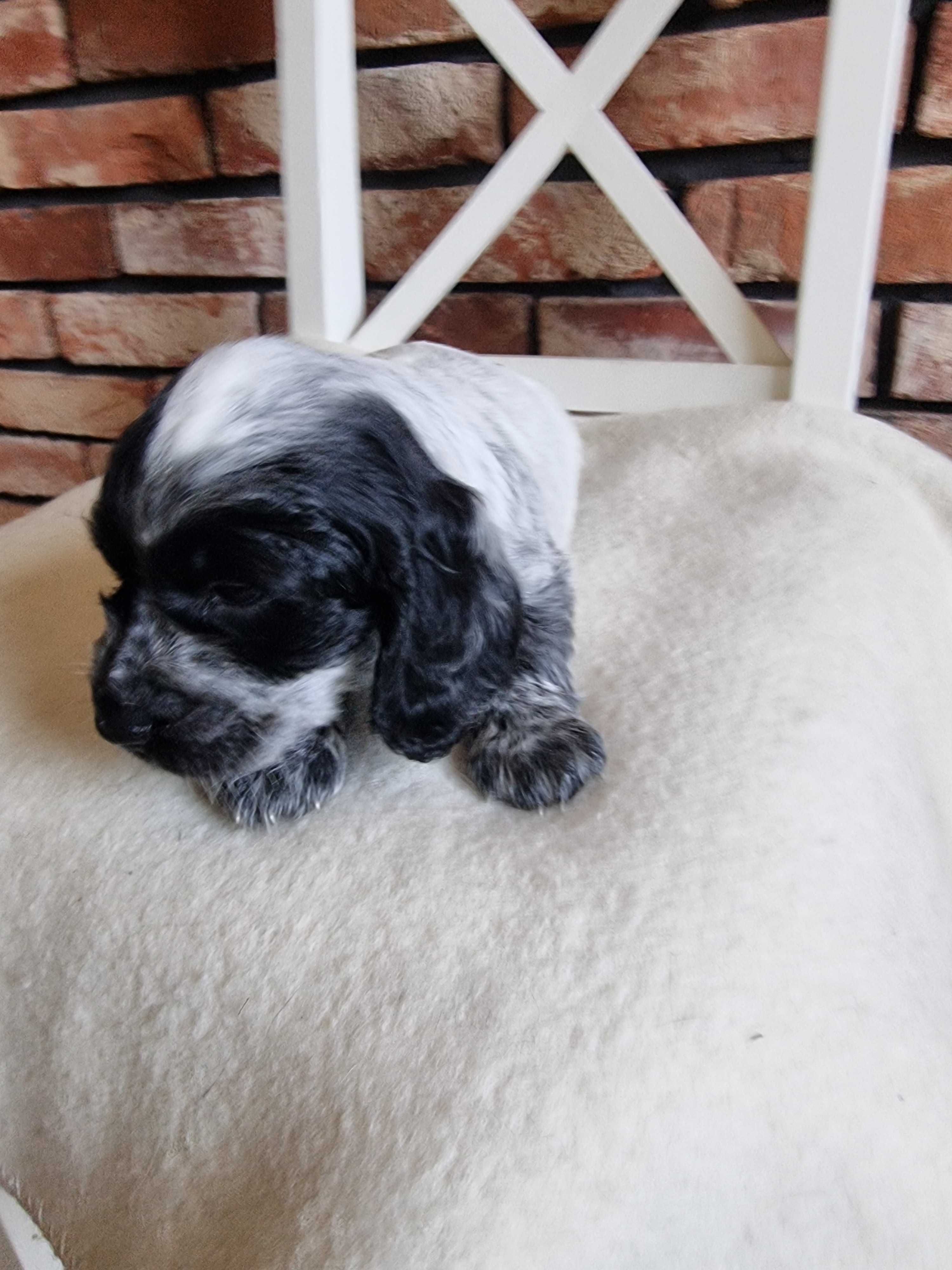 Cocker spaniel angielski śliczny szczeniaczek do odbioru
