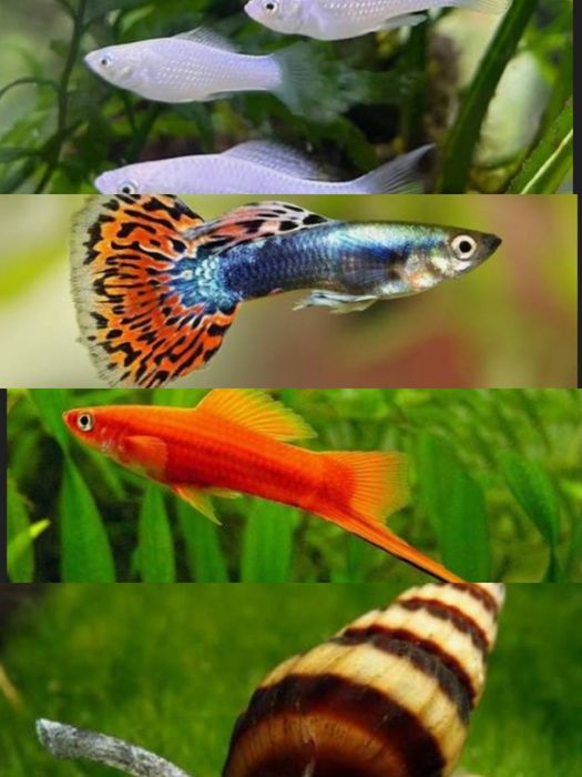 креветки, рыбки, водоросли, метро 23 августа