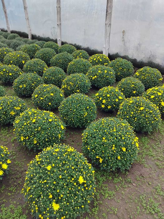 Sprzedam chryzantem drobnokwiatowe