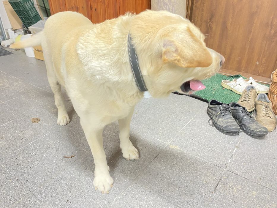 Znalazlam psa w typie labradora w Kawce Gmina Niemce