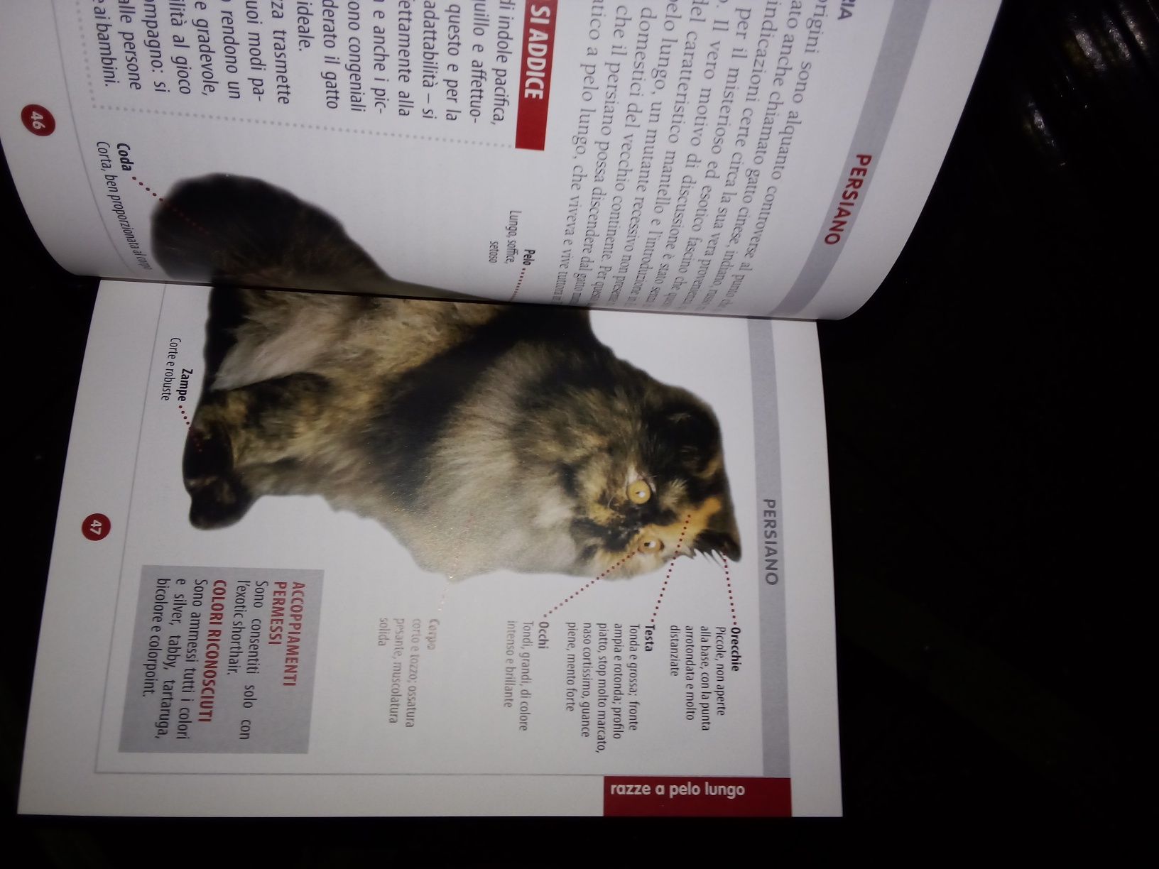 Книга " Кот полное руководство"