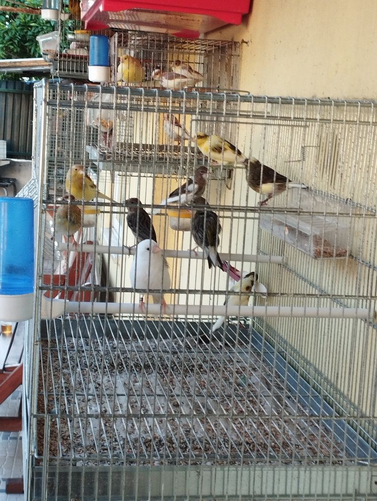 Canários timbrado