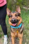 Vito w typie owczarka. Pies ideał do adopcji