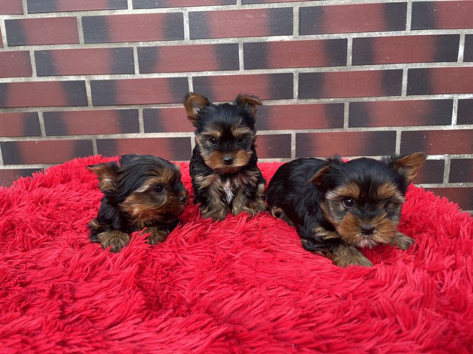 York terrier z Rodowodem