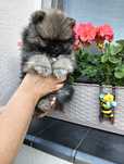 Szpic miniaturowy pomeranian