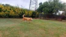 Cão adulto para adoção responsável