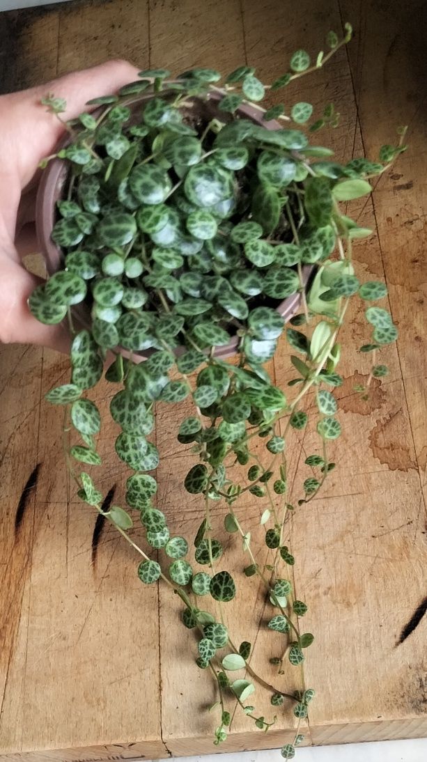 Colar de tartaruga em vaso 8 cm