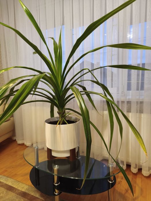 Квітка з горнятком