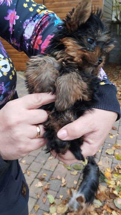 Yorkshire terrier piesek mini