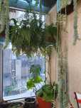 Plantas variadas