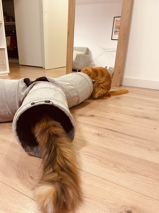 Conjunto de 2 túneis para gatos