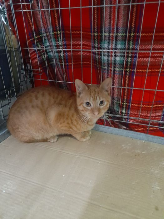 Gatinho amarelo 5meses muito meigo