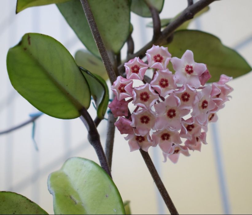 Hoya, flor de cera