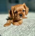 Cavalier king charles spaniel