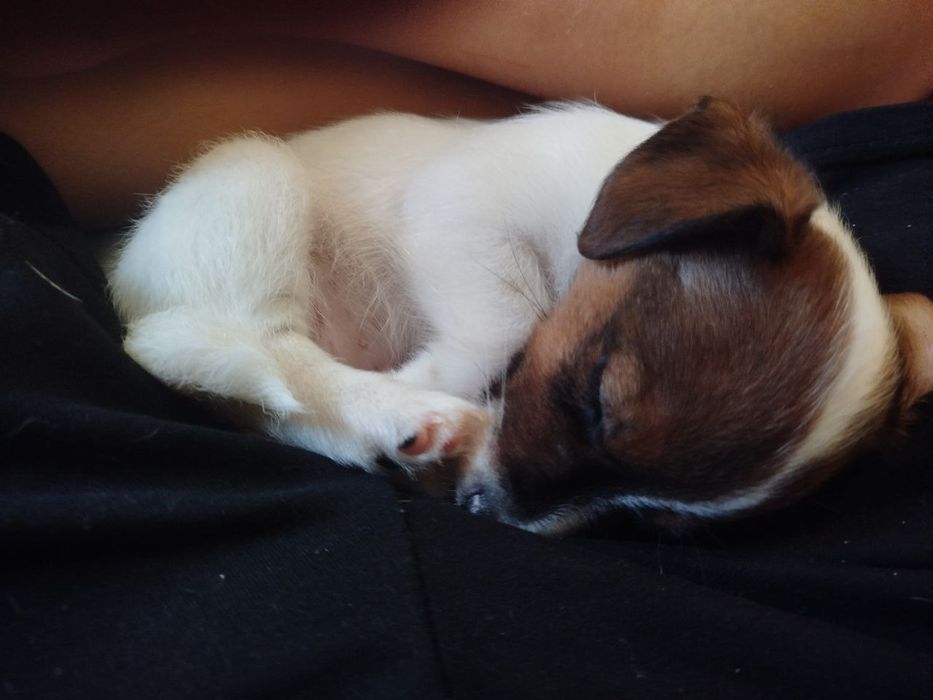 Цуцики Джек-Рассел 1хлоп 3 дівчинки