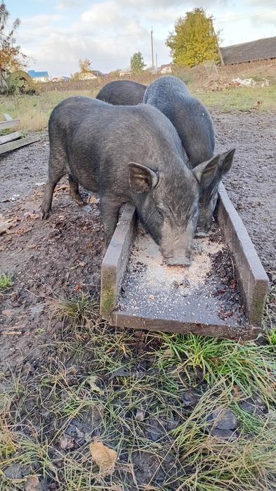 Продаю порода вєтнамці