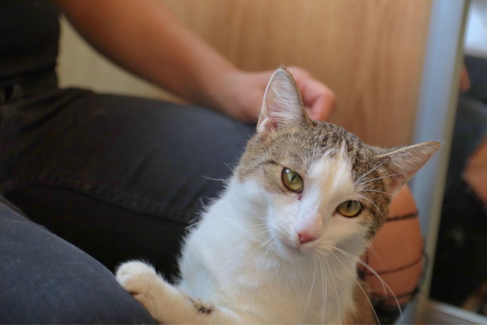60 kotów do adopcji