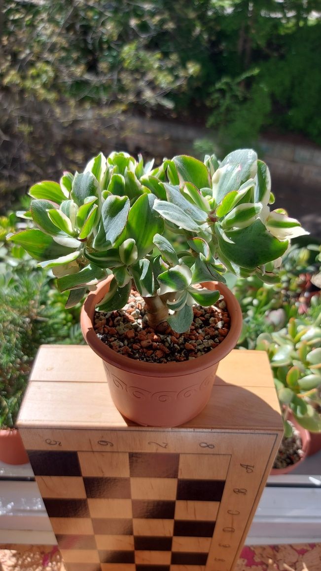 Crassula Curly Green Variegata , Крассула Курли Берд Вариегата