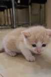 Плюшевий молочний котик шукає дім