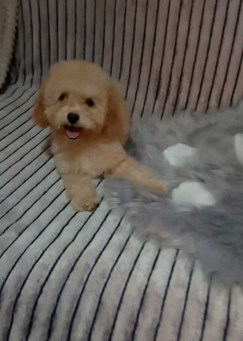 F2 Мальтіпу Стандарт