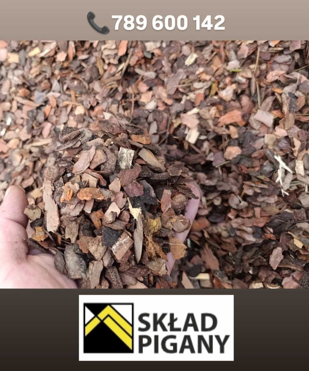 Kora sosnowa średnia