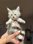 Kocurek maine coon rodowód FPL + wyprawka