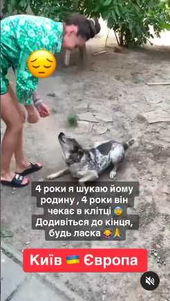 Пристраивается пес Бэмби