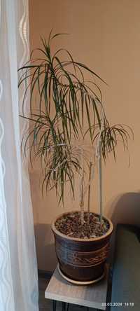 Piękna Dracena obrzeżna