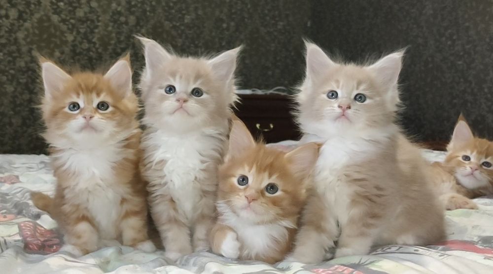 Могут быть вашими Мейн Кун.