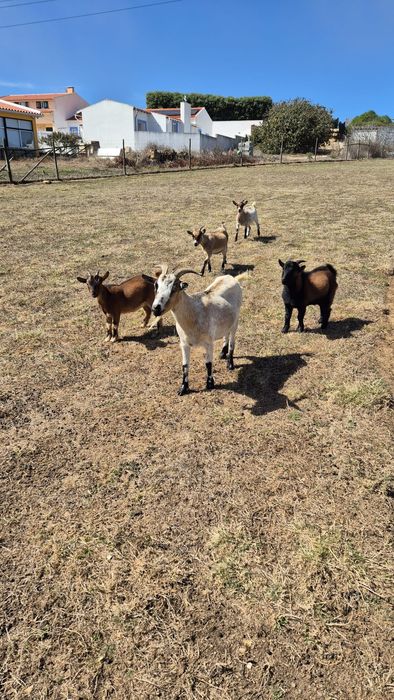 Cabras anãs fêmeas para venda