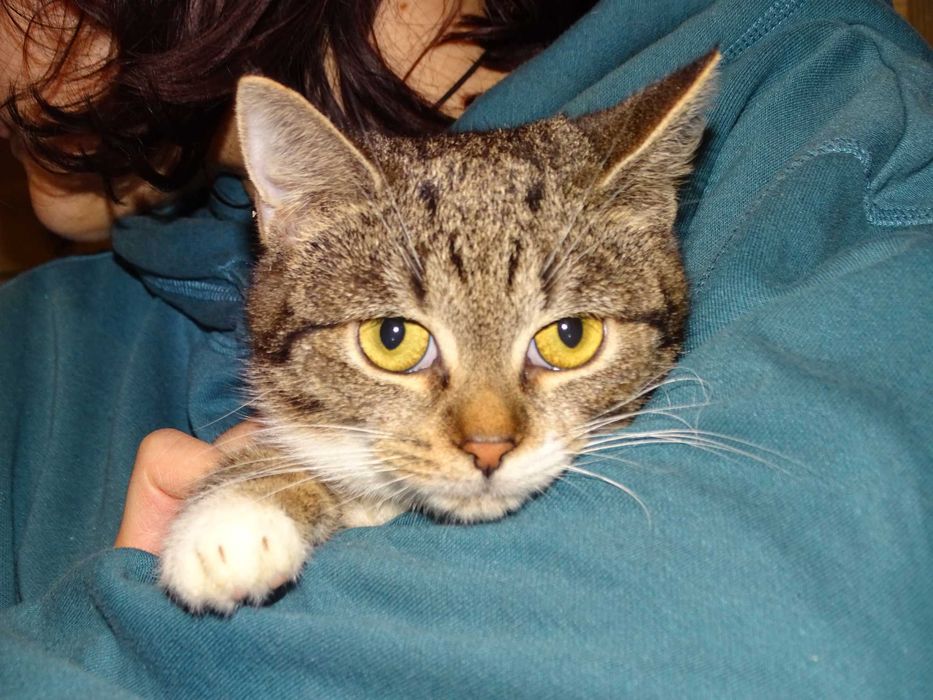 FIONA- bura, młoda kotka