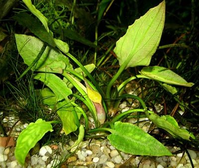 Roślina akwatiowa cryptocoryne pontederiifolia do akwarium